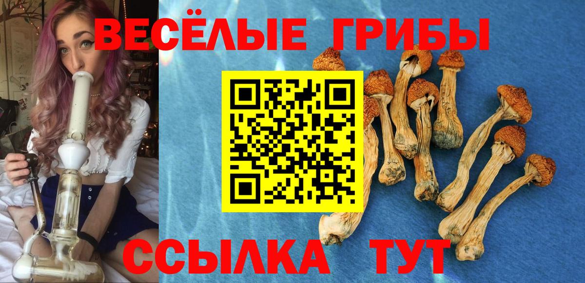Псилоцибиновые грибы Psilocybe Ишимбай